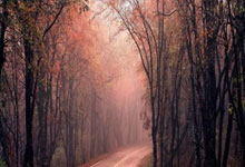 里昂队将在客场挑战蒙彼利埃